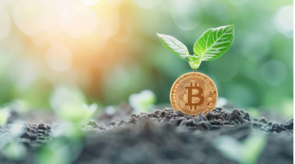 plant sprouting a gold coin with bitcoin symbol